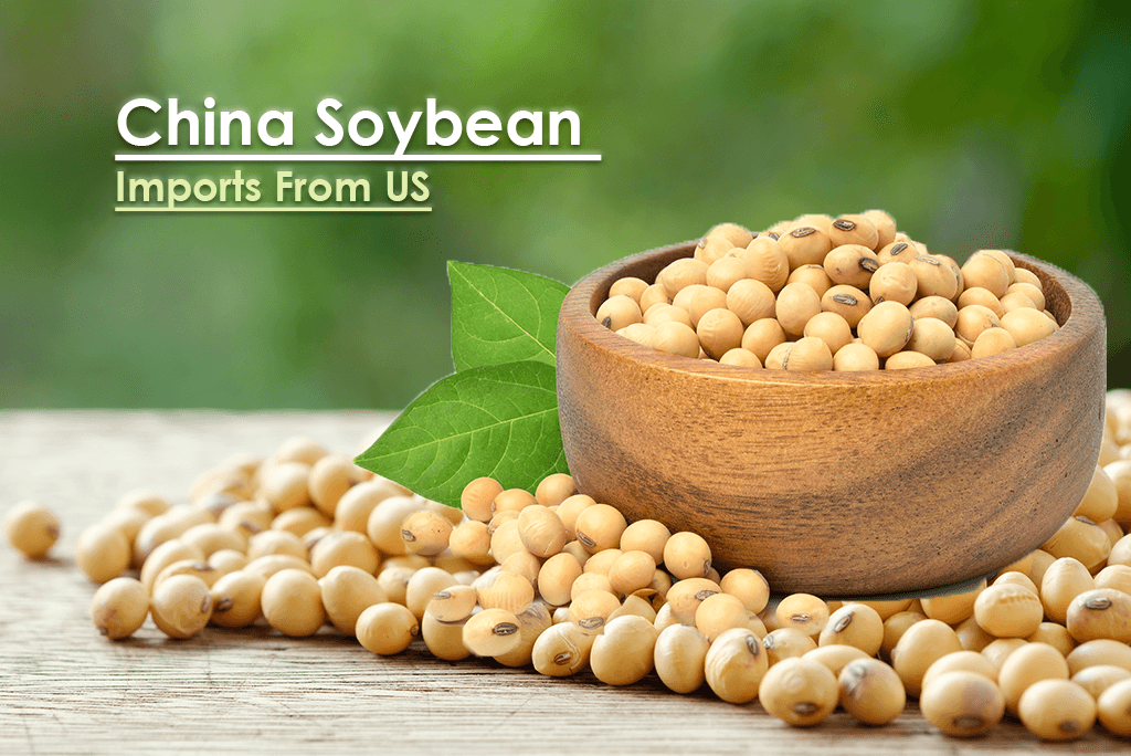 Analyzes the soybean trade relationship between the US and China using import and export data.